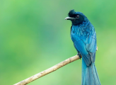 black n blue little bird perched gently on a branch with green background